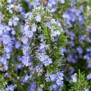 3 Tuscan Blue Rosemary Live Plants - 5-8" Tall - Fragrant Herb Bush - Image 1