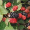 3 Twilight Blackberry Live Plant – Thornless Rubus Starter Plug – USDA Zones 4-9 - Image 1