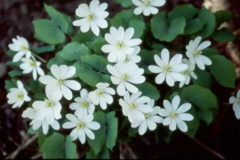 3 Twinleaf Bare Root Plants - Organic Jeffersonia Diphylla Wildflower - Image 8