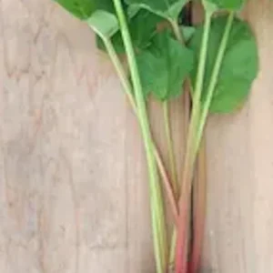 3 Victoria Rhubarb Bare Root Plants - Heirloom Perennial Vegetable for Gardens - Image 3