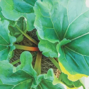 3 Victoria Rhubarb Bare Root Plants - Heirloom Perennial Vegetable for Gardens - Image 8