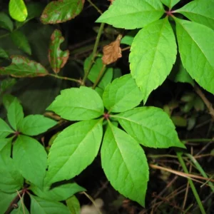 3 Virginia Creeper Ivy Plants Bare Root - Scarlet Fall Color Vine - Image 1