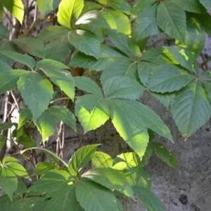 3 Virginia Creeper Ivy Plants Bare Root - Scarlet Fall Color Vine - Image 5