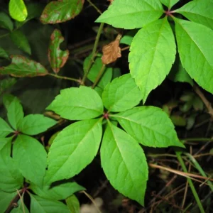 3 Virginia Creeper Ivy Plants Bare Root - Scarlet Fall Color Vine - Image 8