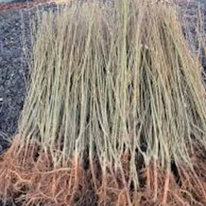 3 Weeping Willow Tree Salix babylonica Bare Root Live Plant 12-24in Tall - Image 5