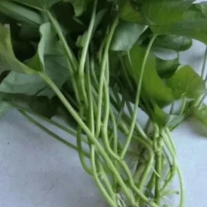 3 White Sweet Potato Live Plants – Rooted Slips in Pot – Outdoor Garden - Image 3