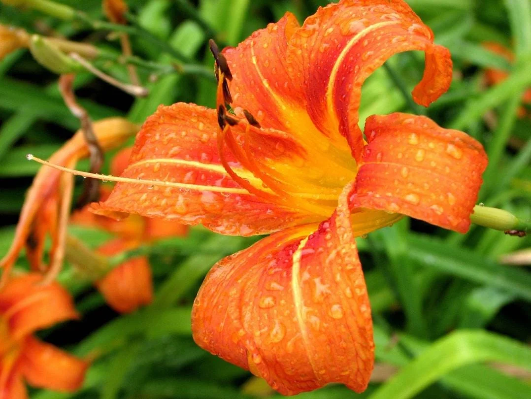 3 Wild Daylily Bare Roots - Hemerocallis fulva - Hardy Perennial Flower - Image 2