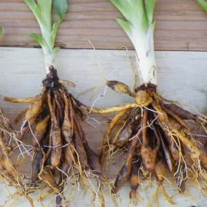 3 Wild Daylily Bare Roots - Hemerocallis fulva - Hardy Perennial Flower - Image 3