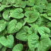 3 Wild Ginger Plants Bare Roots - Asarum Canadense Organic Perennial - Image 1