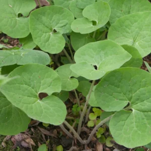 3 Wild Ginger Plants Bare Roots - Asarum Canadense Organic Perennial - Image 7