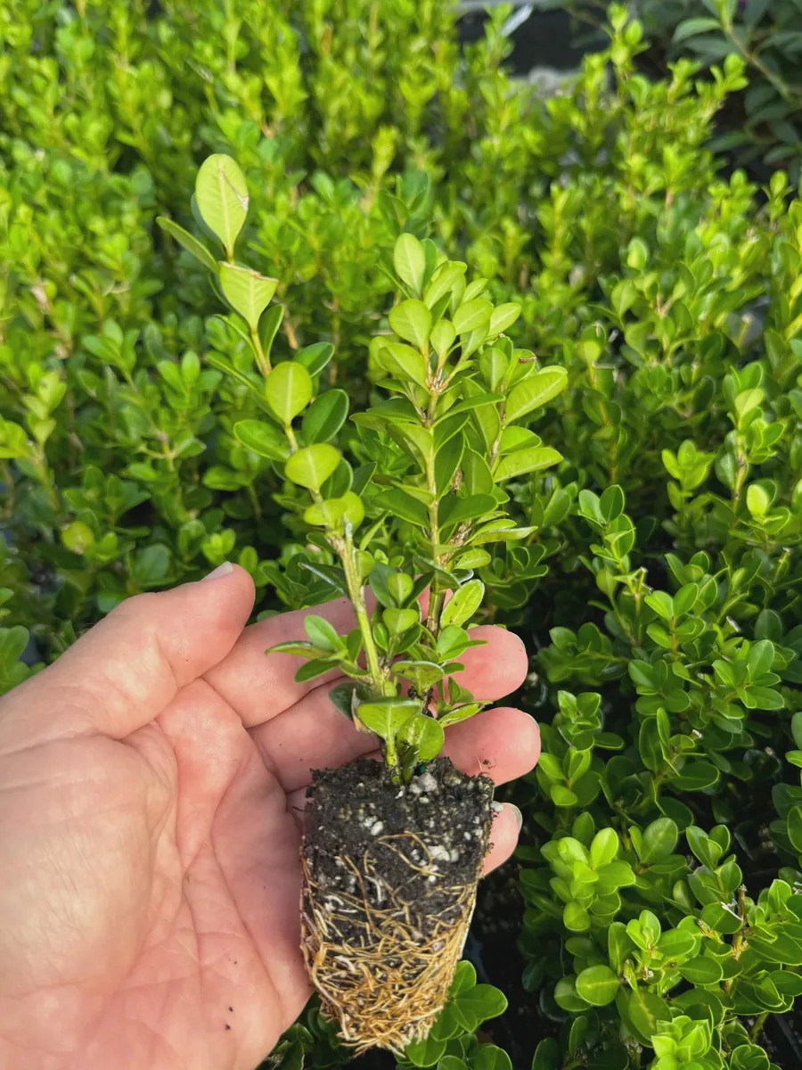 3 Wintergreen Boxwood Hedge Starter Plugs – Evergreen Shrub – Min. 2-4" Tall - Image 4