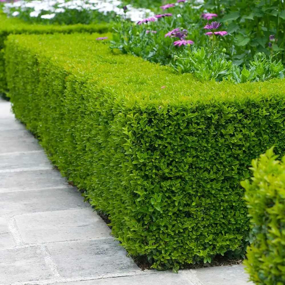 3 Wintergreen Boxwood Hedge Starter Plugs – Evergreen Shrub – Min. 2-4" Tall - Image 5