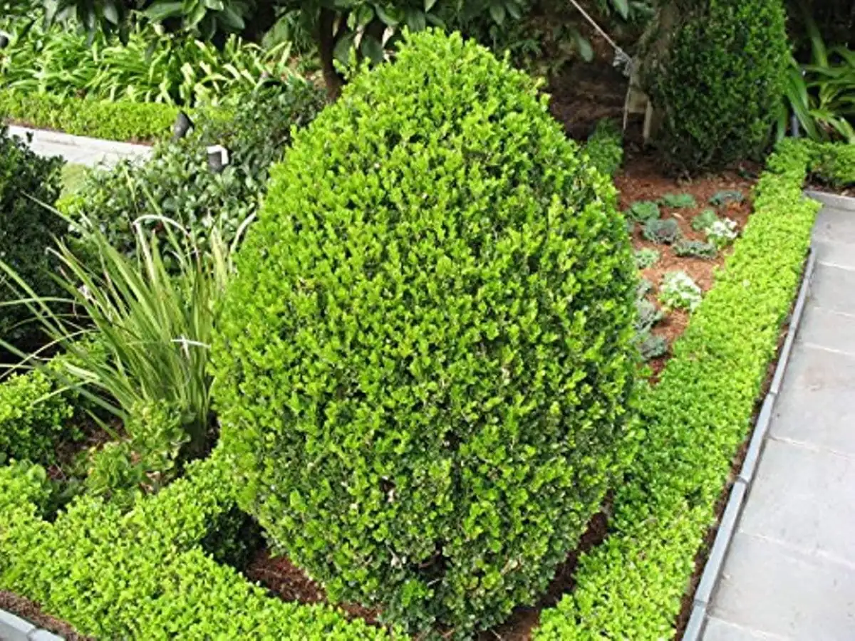 3 Wintergreen Boxwood Hedge Starter Plugs – Evergreen Shrub – Min. 2-4" Tall - Image 6
