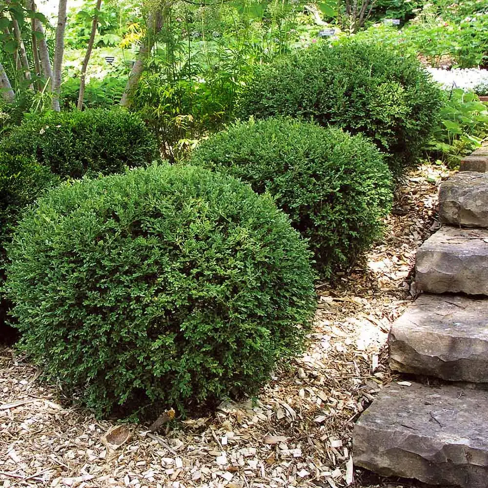 3 Wintergreen Boxwood Hedge Starter Plugs – Evergreen Shrub – Min. 2-4" Tall - Image 7