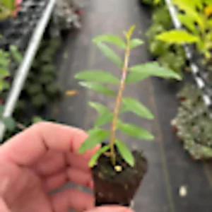 3 Wonderful Pomegranate Fruit Tree Edible Starter Plant Perennial - Punica Granatum Live Plant - Image 2