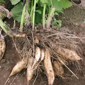 3 Yacon Root Plant Live – Smallanthus sonchifolius Bolivian Sunroot Starter Plant - Image 4