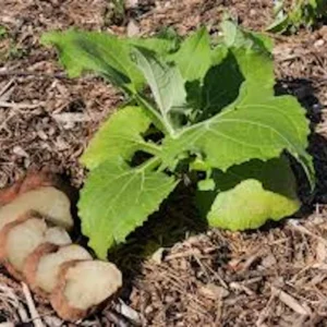 3 Yacon Root Plant Live – Smallanthus sonchifolius Bolivian Sunroot Starter Plant - Image 5