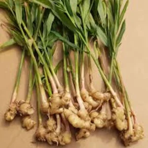 3 Yellow Ginger Root Starter Plants - Zingiber Officinale Live Plant - Image 6