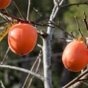 30 American Persimmon Tree Seeds - Organic Diospyros Virginiana Fruit - Image 5