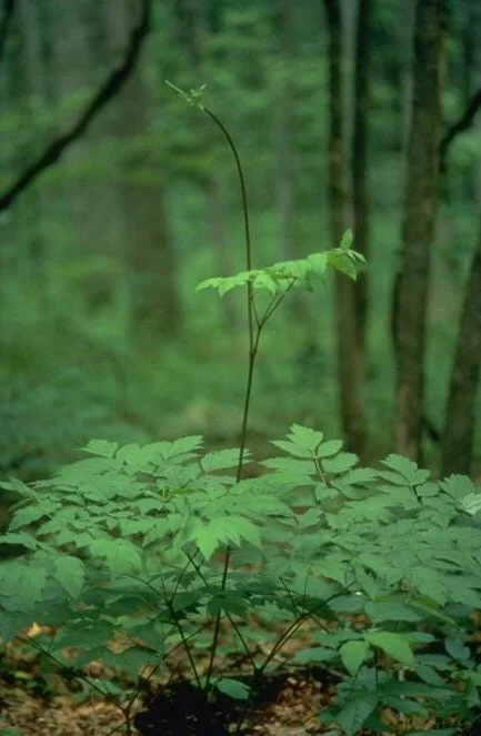 30 Black Cohosh Bare Root Plants - Actaea Racemosa Native Wildflower - Image 3