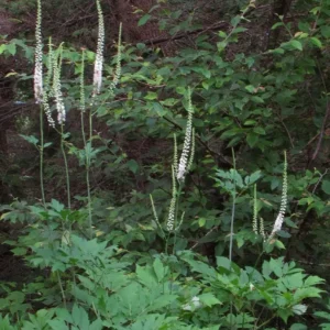30 Black Cohosh Bare Root Plants - Actaea Racemosa Native Wildflower - Image 5