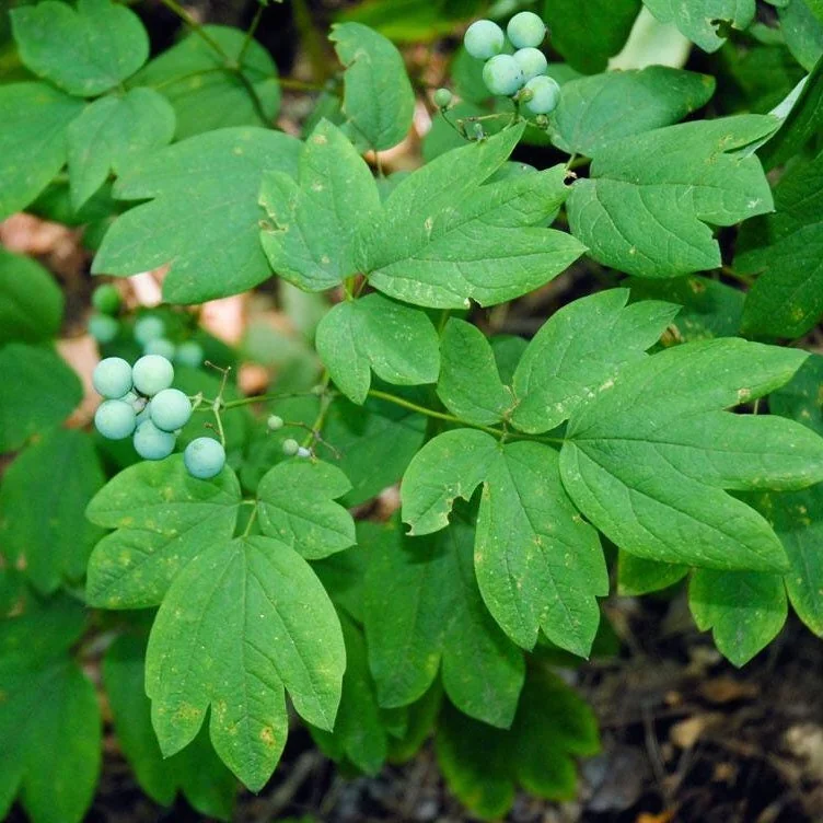 30 Blue Cohosh Plants Bare Root - Native Wildflower Perennial Caulophyllum Thalictroides - Image 1