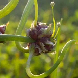 30 Egyptian Walking Onion Live Plants - Perennial Edible Allium for Garden - Image 2