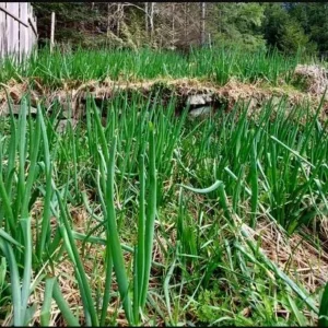 30 Egyptian Walking Onion Live Plants - Perennial Edible Allium for Garden - Image 3