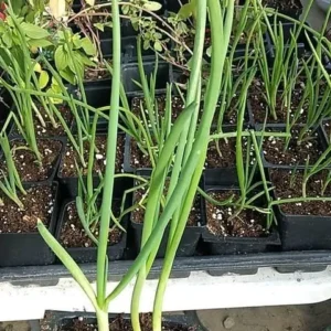 30 Egyptian Walking Onion Live Plants - Perennial Edible Allium for Garden - Image 1