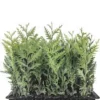 30 Emerald Green Arborvitae Tree Starter Plant Bare Root - Outdoor Privacy Evergreen - Image 1