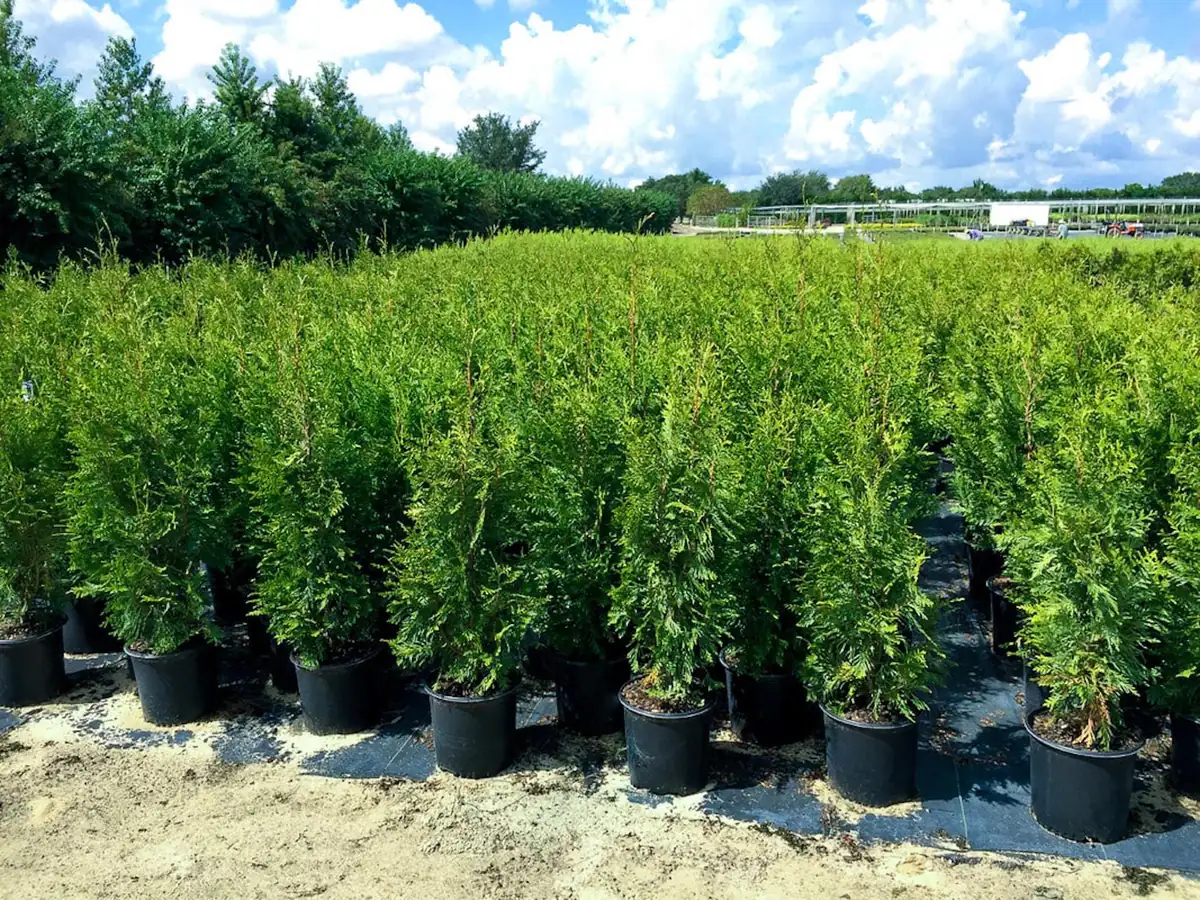 30 Emerald Green Arborvitae Tree Starter Plant Bare Root - Outdoor Privacy Evergreen - Image 3