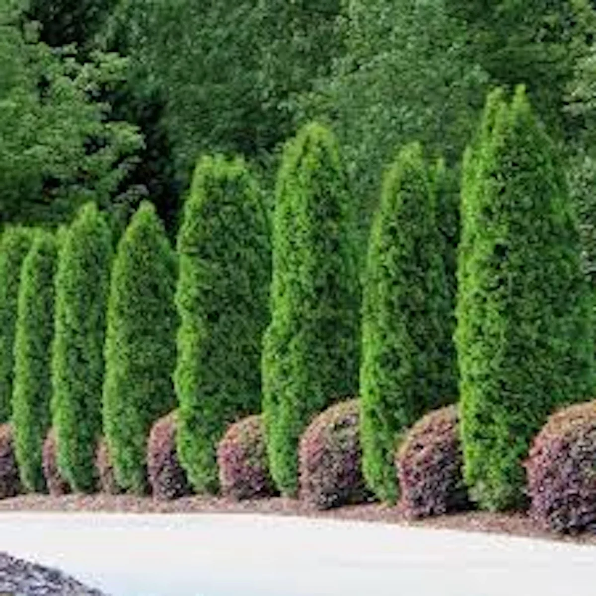 30 Emerald Green Arborvitae Tree Starter Plant Bare Root - Outdoor Privacy Evergreen - Image 5