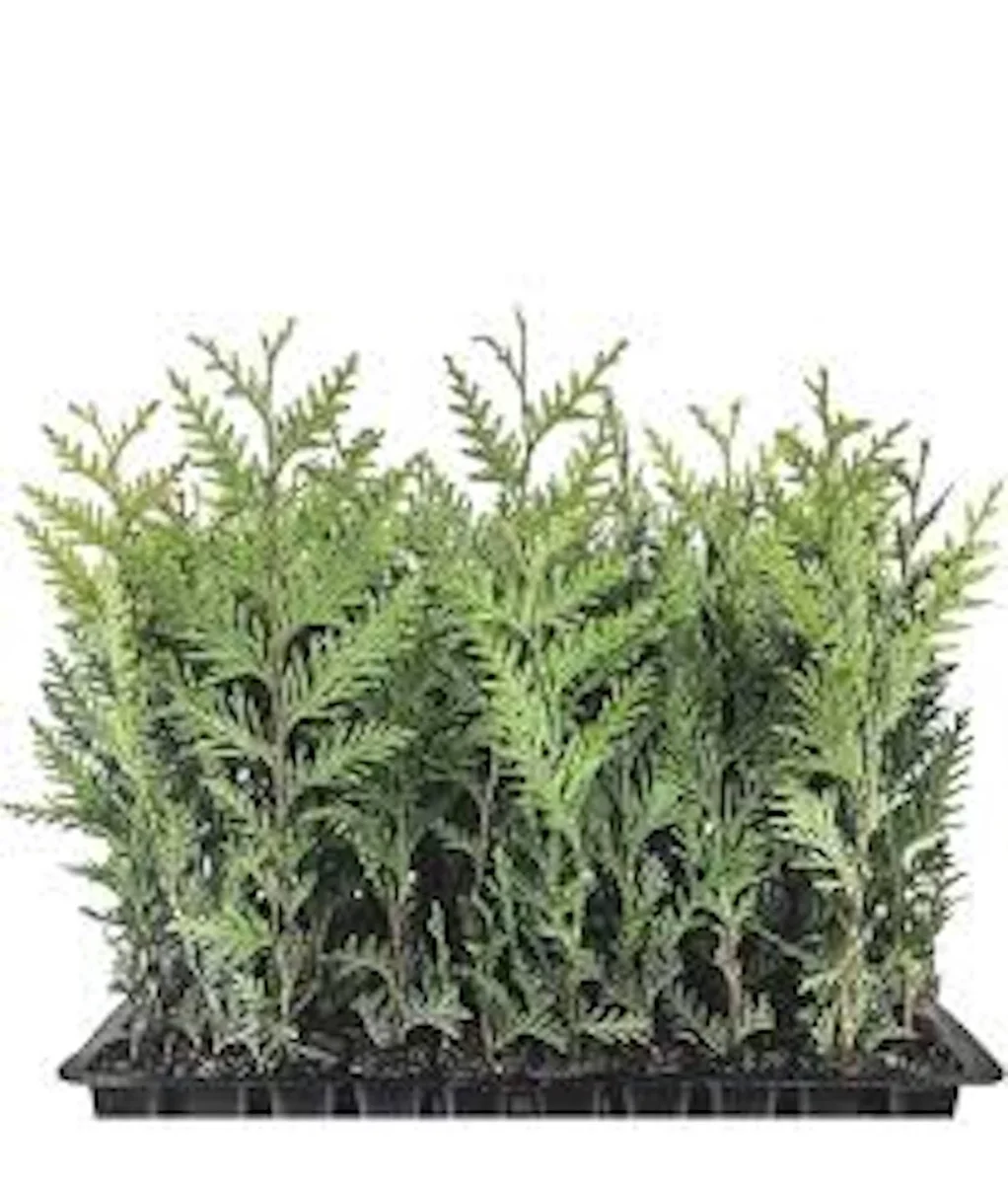 30 Emerald Green Arborvitae Tree Starter Plant Bare Root - Outdoor Privacy Evergreen - Image 1