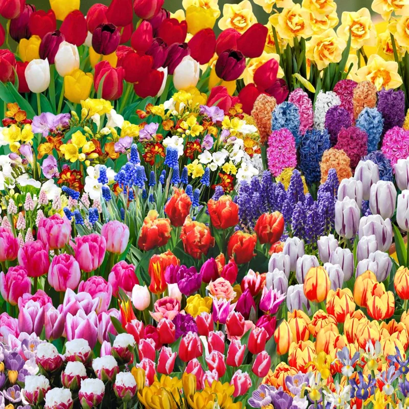 30 Mix Spring Flower Bulbs - Assorted Perennial Blooms, USDA Zones 4-9 - Image 2