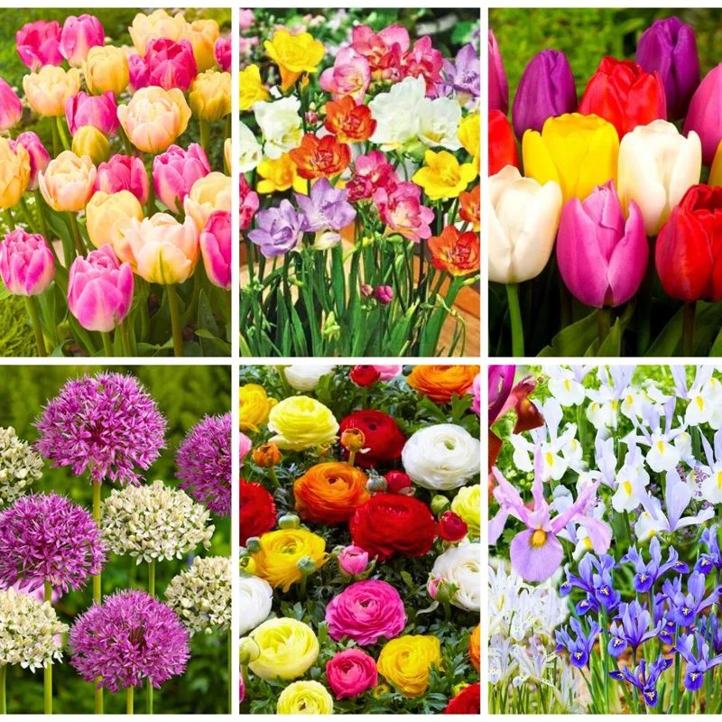 30 Mix Spring Flower Bulbs - Assorted Perennial Blooms, USDA Zones 4-9 - Image 4
