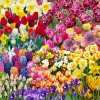 30 Mix Spring Flower Bulbs - Assorted Perennial Blooms, USDA Zones 4-9 - Image 1