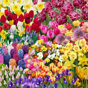 30 Mix Spring Flower Bulbs - Assorted Perennial Blooms, USDA Zones 4-9 - Image 1