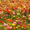 30 Mixed Ranunculus Flower Bulbs - Jumbo Size, Perennial, Vibrant Colors - Image 1