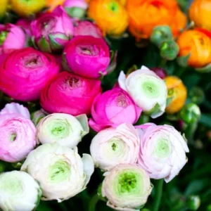 30 Mixed Ranunculus Flower Bulbs - Jumbo Size, Perennial, Vibrant Colors - Image 3