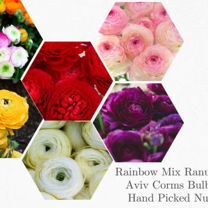 30 Mixed Ranunculus Flower Bulbs - Jumbo Size, Perennial, Vibrant Colors - Image 5