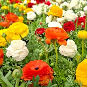 30 Mixed Ranunculus Seeds – Double Bloom Buttercups Colorful Spring Perennial - Image 1