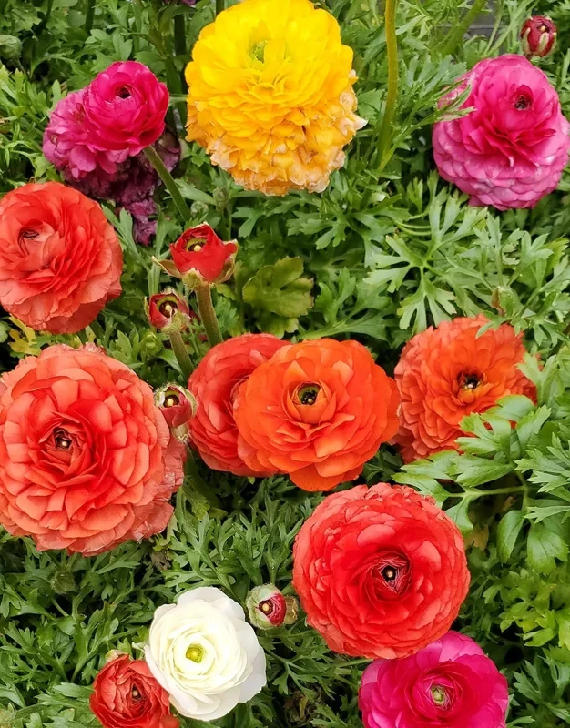 30 Mixed Ranunculus Seeds – Double Bloom Buttercups Colorful Spring Perennial - Image 2