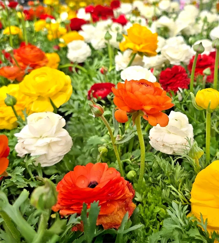 30 Mixed Ranunculus Seeds – Double Bloom Buttercups Colorful Perennial Spring Flower - Image 1
