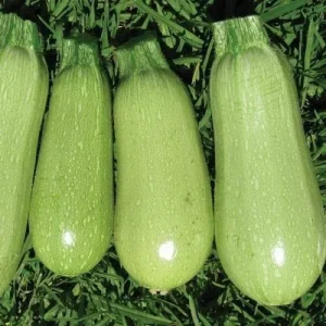 30 Organic Grey Zucchini Summer Squash Seeds - Non-GMO, Edible, Fast Growing, Outdoor - Image 1