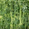 30+ Organic Yard Long Bean Seeds - Pole Type, Non-GMO Vegetable Seeds - Image 1
