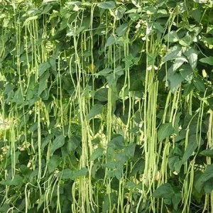 30+ Organic Yard Long Bean Seeds - Pole Type, Non-GMO Vegetable Seeds - Image 1