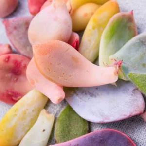30 Succulent Leaves for Propagating - Beginner Friendly Plant Cuttings - Image 2