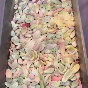 30 Succulent Leaves for Propagating - Beginner Friendly Plant Cuttings - Image 4