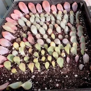 30 Succulent Leaves for Propagating - Beginner Friendly Plant Cuttings - Image 5