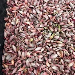 30 Succulent Leaves for Propagating - Beginner Friendly Plant Cuttings - Image 6